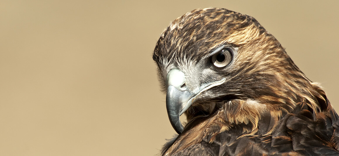 Brown hawk