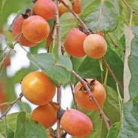 Persimmon fruit on the tree