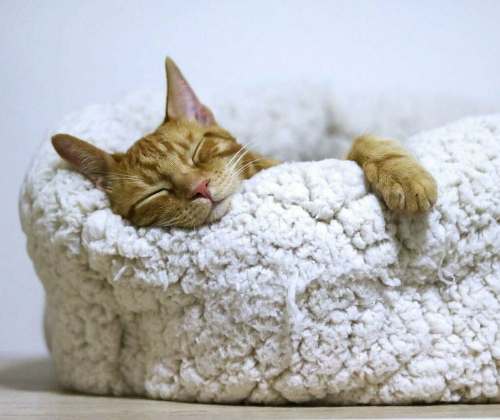 Photo of cat sleeping on a cat bed