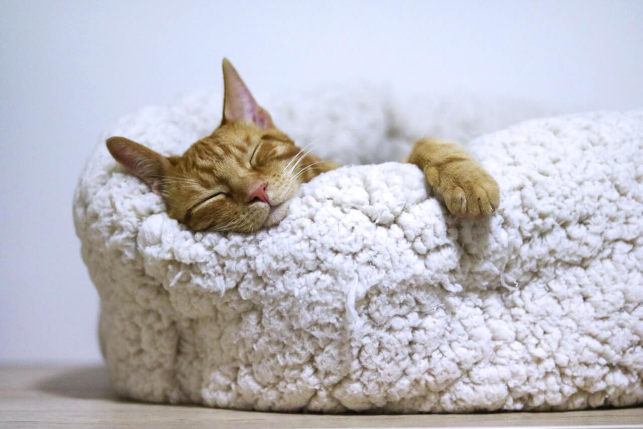 Photo of cat sleeping on a cat bed