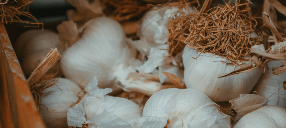 Heads of garlic in a basket. Image credit: Dagmara Dombrovska 