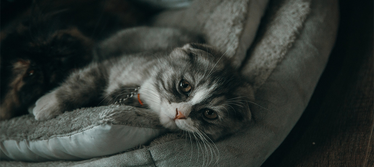 Gray cat laying on an upholstered chair. Image credit: Tan Danh