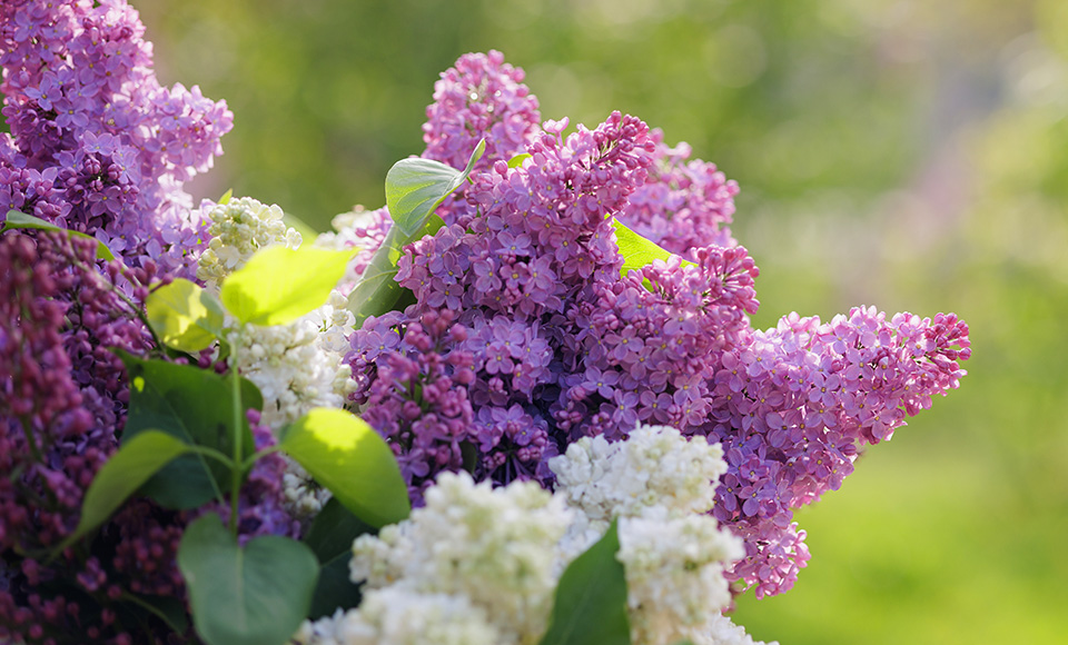 Purple lilac flowers at Highland Park, Rochester, NY
